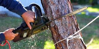 Reliable North Fair Oaks, CA Tree Care Solutions