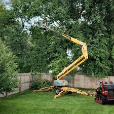 How Our Tree Care Process Works  in  North Fair Oaks, CA