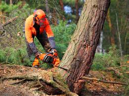 Best Leaf Removal  in North Fair Oaks, CA