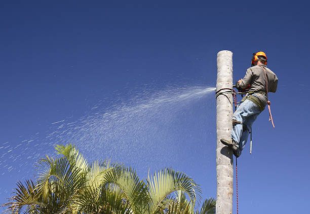 Best Tree and Shrub Care  in North Fair Oaks, CA