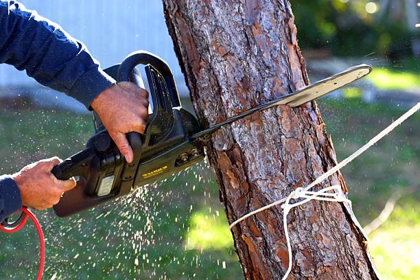Best Seasonal Cleanup (Spring/Fall)  in North Fair Oaks, CA