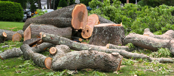 Best Tree Risk Assessment  in North Fair Oaks, CA