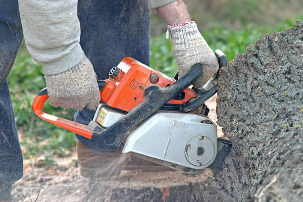 Best Stump Grinding and Removal  in North Fair Oaks, CA