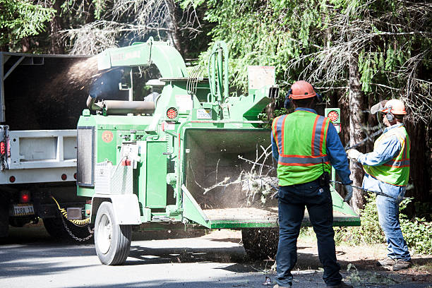 Best Tree Preservation Services  in North Fair Oaks, CA