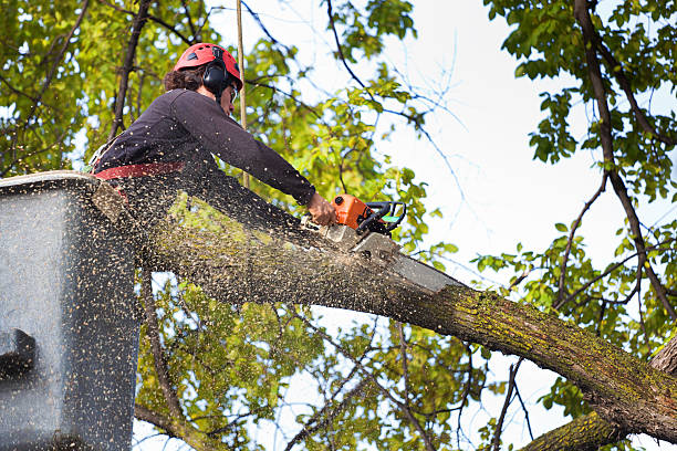 Best Arborist Consultation Services  in North Fair Oaks, CA