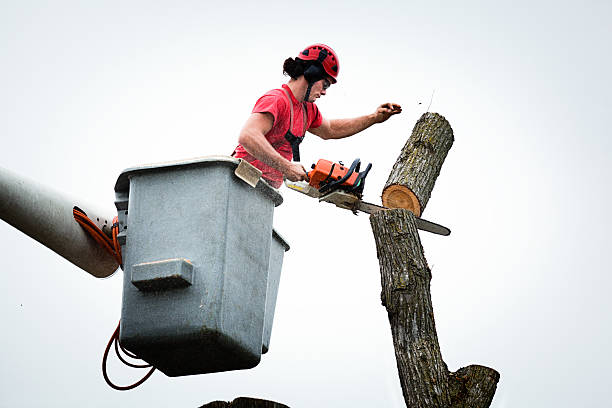 Best Commercial Tree Services  in North Fair Oaks, CA