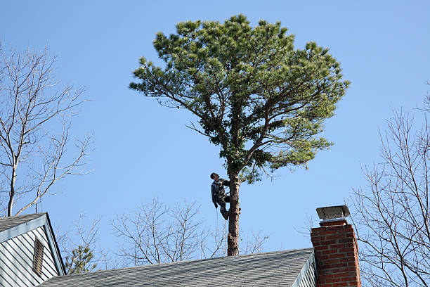 Best Fruit Tree Pruning  in North Fair Oaks, CA