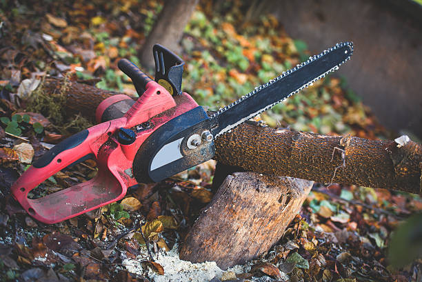  North Fair Oaks, CA Tree Care Pros